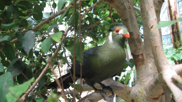 uccello meraviglioso e sconosciuto